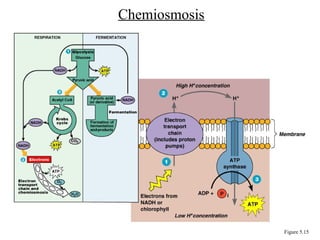 Chemiosmosis
Figure 5.15
 