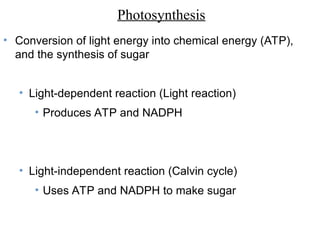 • Conversion of light energy into chemical energy (ATP),
and the synthesis of sugar
• Light-dependent reaction (Light reaction)
• Produces ATP and NADPH
• Light-independent reaction (Calvin cycle)
• Uses ATP and NADPH to make sugar
Photosynthesis
 