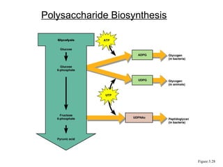 Polysaccharide Biosynthesis
Figure 5.28
 
