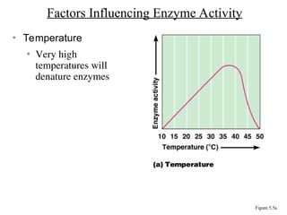 • Temperature
• Very high
temperatures will
denature enzymes
Factors Influencing Enzyme Activity
Figure 5.5a
 