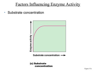 • Substrate concentration
Factors Influencing Enzyme Activity
Figure 5.5c
 