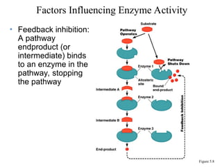 • Feedback inhibition:
A pathway
endproduct (or
intermediate) binds
to an enzyme in the
pathway, stopping
the pathway
Factors Influencing Enzyme Activity
Figure 5.8
 