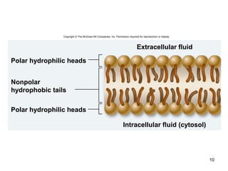 10
Copyright © The McGraw-Hill Companies, Inc. Permission required for reproduction or display.
Plasma membrane of cell 1
Cell 1
Cell 2
Polar hydrophilic heads
Polar hydrophilic heads
Extracellular fluid
Intracellular fluid (cytosol)
Nonpolar
hydrophobic tails
 