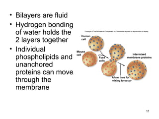 • Bilayers are fluid
• Hydrogen bonding
of water holds the
2 layers together
• Individual
phospholipids and
unanchored
proteins can move
through the
membrane
11
Copyright © The McGraw-Hill Companies, Inc. Permission required for reproduction or display.
Mouse
cell
Fuse
cells
Intermixed
membrane proteins
Allow time for
mixing to occur
Human
cell
 