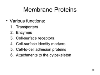 13
Membrane Proteins
• Various functions:
1. Transporters
2. Enzymes
3. Cell-surface receptors
4. Cell-surface identity markers
5. Cell-to-cell adhesion proteins
6. Attachments to the cytoskeleton
 