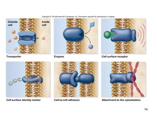 14
Copyright © The McGraw-Hill Companies, Inc. Permission required for reproduction or display.
Enzyme Cell surface receptor
Cell surface identity marker Cell-to-cell adhesion Attachment to the cytoskeleton
Outside
cell
Inside
cell
Transporter
 
