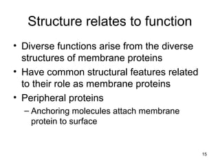 15
Structure relates to function
• Diverse functions arise from the diverse
structures of membrane proteins
• Have common structural features related
to their role as membrane proteins
• Peripheral proteins
– Anchoring molecules attach membrane
protein to surface
 