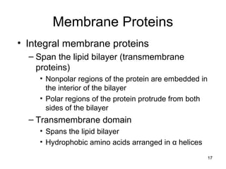 17
• Integral membrane proteins
– Span the lipid bilayer (transmembrane
proteins)
• Nonpolar regions of the protein are embedded in
the interior of the bilayer
• Polar regions of the protein protrude from both
sides of the bilayer
– Transmembrane domain
• Spans the lipid bilayer
• Hydrophobic amino acids arranged in α helices
Membrane Proteins
 
