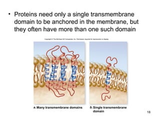 • Proteins need only a single transmembrane
domain to be anchored in the membrane, but
they often have more than one such domain
18
a. b.
Copyright © The McGraw-Hill Companies, Inc. Permission required for reproduction or display.
Single transmembrane
domain
Many transmembrane domains
 