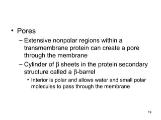 19
• Pores
– Extensive nonpolar regions within a
transmembrane protein can create a pore
through the membrane
– Cylinder of β sheets in the protein secondary
structure called a β-barrel
• Interior is polar and allows water and small polar
molecules to pass through the membrane
 