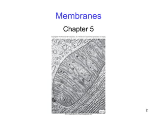 Membranes
Chapter 5
2
 