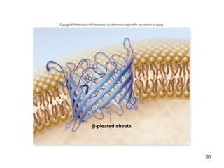 20
Copyright © The McGraw-Hill Companies, Inc. Permission required for reproduction or display.
β-pleated sheets
 