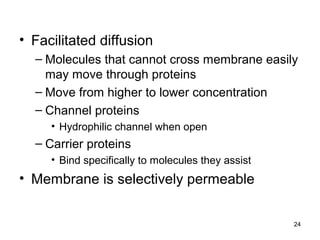 • Facilitated diffusion
– Molecules that cannot cross membrane easily
may move through proteins
– Move from higher to lower concentration
– Channel proteins
• Hydrophilic channel when open
– Carrier proteins
• Bind specifically to molecules they assist
• Membrane is selectively permeable
24
 