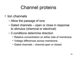 25
Channel proteins
• Ion channels
– Allow the passage of ions
– Gated channels – open or close in response
to stimulus (chemical or electrical)
– 3 conditions determine direction
• Relative concentration on either side of membrane
• Voltage differences across membrane
• Gated channels – channel open or closed
 