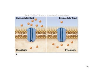 26
Copyright © The McGraw-Hill Companies, Inc. Permission required for reproduction or display.
Extracellular fluid Extracellular fluid
Cytoplasm
a.
Cytoplasm
 