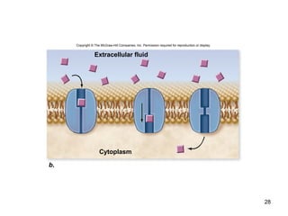 28
Copyright © The McGraw-Hill Companies, Inc. Permission required for reproduction or display.
b.
Extracellular fluid
Cytoplasm
 