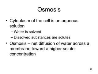 29
Osmosis
• Cytoplasm of the cell is an aqueous
solution
– Water is solvent
– Dissolved substances are solutes
• Osmosis – net diffusion of water across a
membrane toward a higher solute
concentration
 