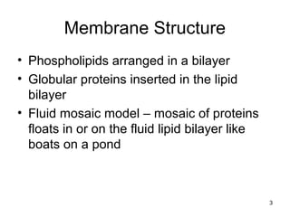 3
Membrane Structure
• Phospholipids arranged in a bilayer
• Globular proteins inserted in the lipid
bilayer
• Fluid mosaic model – mosaic of proteins
floats in or on the fluid lipid bilayer like
boats on a pond
 