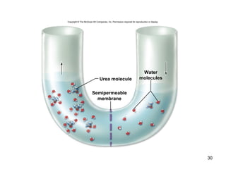 30
Urea molecule
Semipermeable
membrane
Water
molecules
Copyright © The McGraw-Hill Companies, Inc. Permission required for reproduction or display.
 
