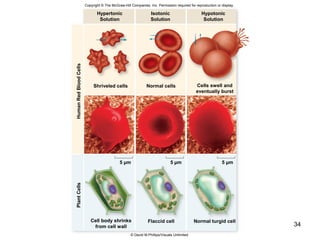 34
HumanRedBloodCellsPlantCells
Shriveled cells Normal cells
Flaccid cell Normal turgid cell
Hypertonic
Solution
Isotonic
Solution
Hypotonic
Solution
Cells swell and
eventually burst
Cell body shrinks
from cell wall
© David M.Phillips/Visuals Unlimited
Copyright © The McGraw-Hill Companies, Inc. Permission required for reproduction or display.
5 µm 5 µm 5 µm
 