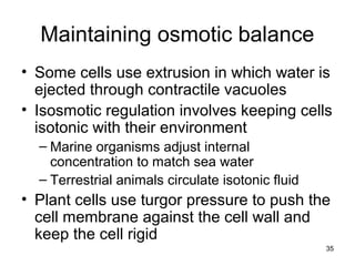 35
Maintaining osmotic balance
• Some cells use extrusion in which water is
ejected through contractile vacuoles
• Isosmotic regulation involves keeping cells
isotonic with their environment
– Marine organisms adjust internal
concentration to match sea water
– Terrestrial animals circulate isotonic fluid
• Plant cells use turgor pressure to push the
cell membrane against the cell wall and
keep the cell rigid
 