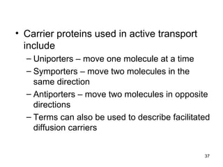 37
• Carrier proteins used in active transport
include
– Uniporters – move one molecule at a time
– Symporters – move two molecules in the
same direction
– Antiporters – move two molecules in opposite
directions
– Terms can also be used to describe facilitated
diffusion carriers
 