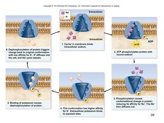 39
Copyright © The McGraw-Hill Companies, Inc. Permission required for reproduction or display.
Na+
K+
6. Dephosphorylation of protein triggers
change back to original conformation,
with low affinity for K+
. K+
diffuses into
the cell, and the cycle repeats.
1. Carrier in membrane binds
intracellular sodium.
2. ATP phosphorylates protein with
bound sodium.
5. Binding of potassium causes
dephosphorylation of protein.
4. This conformation has higher affinity
for K+
. Extracellular potassium binds
to exposed sites.
3. Phosphorylation causes
conformational change in protein,
reducing its affinity for Na+
. The Na+
then diffuses out.
P
P
P
P
P
ATP
+
ADP
Extracellular
Intracellular
 