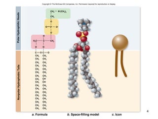 4
PolarHydrophilicHeadsNonpolarHydrophobicTails
CH2
CH2
N+
(CH3)3
O
P
O
O–O
CH2H2C C
O O
O OC C
CH2 CH2
CH2 CH2
CH2 CH2
CH2 CH2
CH2 CH2
CH2 CH2
CH2 CH2
CH2
CH
CH2 CH
CH2 CH2
CH2 CH2
CH2 CH2
CH2 CH2
CH2 CH2
CH2 CH2
CH2 CH2
CH3 CH3
H
b. Space-filling modela. Formula c. Iconb. Space-filling modela. Formula c. Icon
Copyright © The McGraw-Hill Companies, Inc. Permission required for reproduction or display.
 
