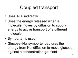 40
Coupled transport
• Uses ATP indirectly
• Uses the energy released when a
molecule moves by diffusion to supply
energy to active transport of a different
molecule
• Symporter is used
• Glucose–Na+
symporter captures the
energy from Na+
diffusion to move glucose
against a concentration gradient
 