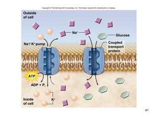 41
Na+
/ K+
pump
Na+
Glucose
K+
Outside
of cell
ATP
ADP + Pi
Inside
of cell
Copyright © The McGraw-Hill Companies, Inc. Permission required for reproduction or display.
Coupled
transport
protein
 