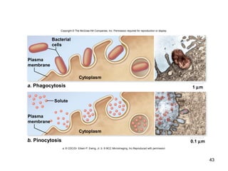43
Cytoplasm
Cytoplasm
0.1 µm
1 µm
Solute
Bacterial
cells
Plasma
membrane
a. Phagocytosis
Plasma
membrane
b. Pinocytosis
Copyright © The McGraw-Hill Companies, Inc. Permission required for reproduction or display.
a: © CDC/Dr. Edwin P. Ewing, Jr. b: © BCC Microimaging, Inc.Reproduced with permission
 
