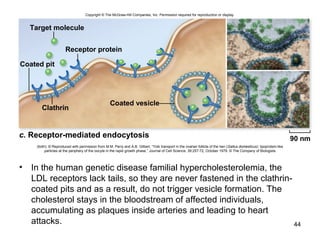 • In the human genetic disease familial hypercholesterolemia, the
LDL receptors lack tails, so they are never fastened in the clathrin-
coated pits and as a result, do not trigger vesicle formation. The
cholesterol stays in the bloodstream of affected individuals,
accumulating as plaques inside arteries and leading to heart
attacks. 44
Receptor protein
Coated pit
Clathrin
Coated vesicle
90 nm
Target molecule
c. Receptor-mediated endocytosis
Copyright © The McGraw-Hill Companies, Inc. Permission required for reproduction or display.
(both): © Reproduced with permission from M.M. Perry and A.B. Gilbert, “Yolk transport in the ovarian follicle of the hen (Gallus domesticus): lipoprotein-like
particles at the periphery of the oocyte in the rapid growth phase,” Journal of Cell Science, 39:257-72, October 1979. © The Company of Biologists
 