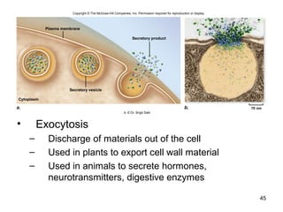 • Exocytosis
– Discharge of materials out of the cell
– Used in plants to export cell wall material
– Used in animals to secrete hormones,
neurotransmitters, digestive enzymes
45
a. b.
Plasma membrane
Secretory vesicle
Secretory product
Cytoplasm
70 nm
Copyright © The McGraw-Hill Companies, Inc. Permission required for reproduction or display.
b: © Dr. Brigit Satir
 
