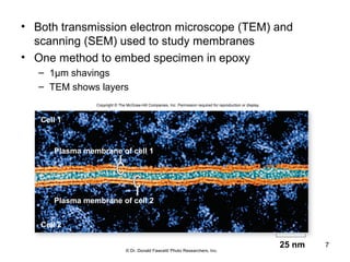 7
• Both transmission electron microscope (TEM) and
scanning (SEM) used to study membranes
• One method to embed specimen in epoxy
– 1µm shavings
– TEM shows layers
Copyright © The McGraw-Hill Companies, Inc. Permission required for reproduction or display.
Plasma membrane of cell 1
Plasma membrane of cell 2
Cell 1
Cell 2
25 nm
© Dr. Donald Fawcett/ Photo Researchers, Inc.
 