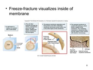 • Freeze-fracture visualizes inside of
membrane
8
Knife
Cell
Medium
2. The cell often
fractures through the
interior, hydrophobic
area of the lipid
bilayer, splitting the
plasma membrane
into two layers.
3. The plasma membrane separates such
that proteins and other embedded
membrane structures remain within one
or the other layers of the membrane.
4. The exposed membrane is
coated with platinum, which
forms a replica of the
membrane. The underlying
membrane is dissolved away,
and the replica is then viewed
with electron microscopy .
Fractured
upper half
of lipid bilayer
Exposed lower
half of lipid bilayer
Exposed
lower half of
lipid bilayer
External surface
of plasma membrane
0.15 µm
1. A cell frozen in
medium is cracked
with a knife blade.
Copyright © The McGraw-Hill Companies, Inc. Permission required for reproduction or display.
© Dr. Donald Fawcett/Visuals Unlimited
 