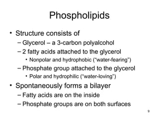9
Phospholipids
• Structure consists of
– Glycerol – a 3-carbon polyalcohol
– 2 fatty acids attached to the glycerol
• Nonpolar and hydrophobic (“water-fearing”)
– Phosphate group attached to the glycerol
• Polar and hydrophilic (“water-loving”)
• Spontaneously forms a bilayer
– Fatty acids are on the inside
– Phosphate groups are on both surfaces
 