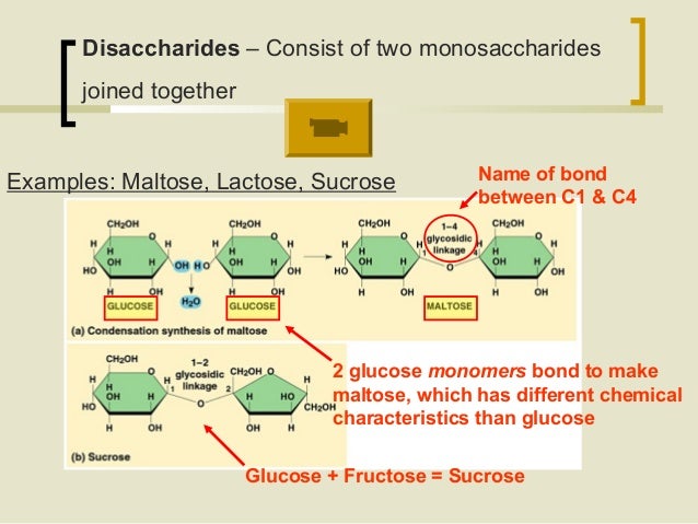 ap bio ch 5 ppt what molecules combine to form disaccharides