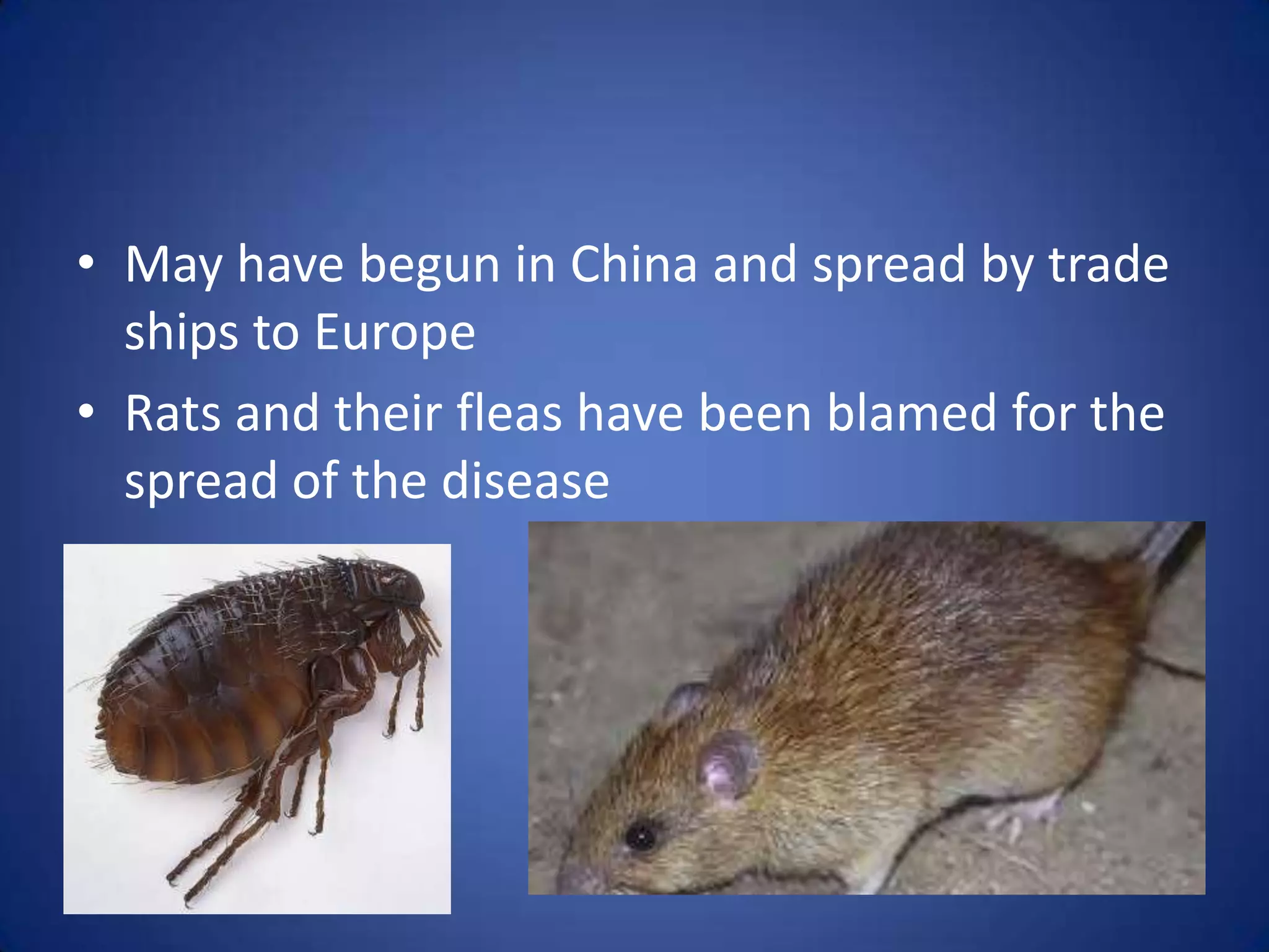 • May have begun in China and spread by trade
  ships to Europe
• Rats and their fleas have been blamed for the
  spread of the disease
 