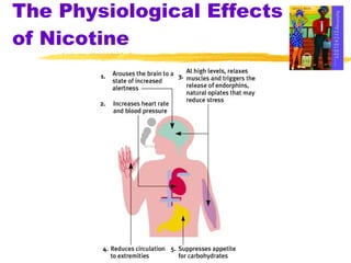 The Physiological Effects of Nicotine 