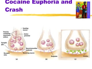 Cocaine Euphoria and Crash 