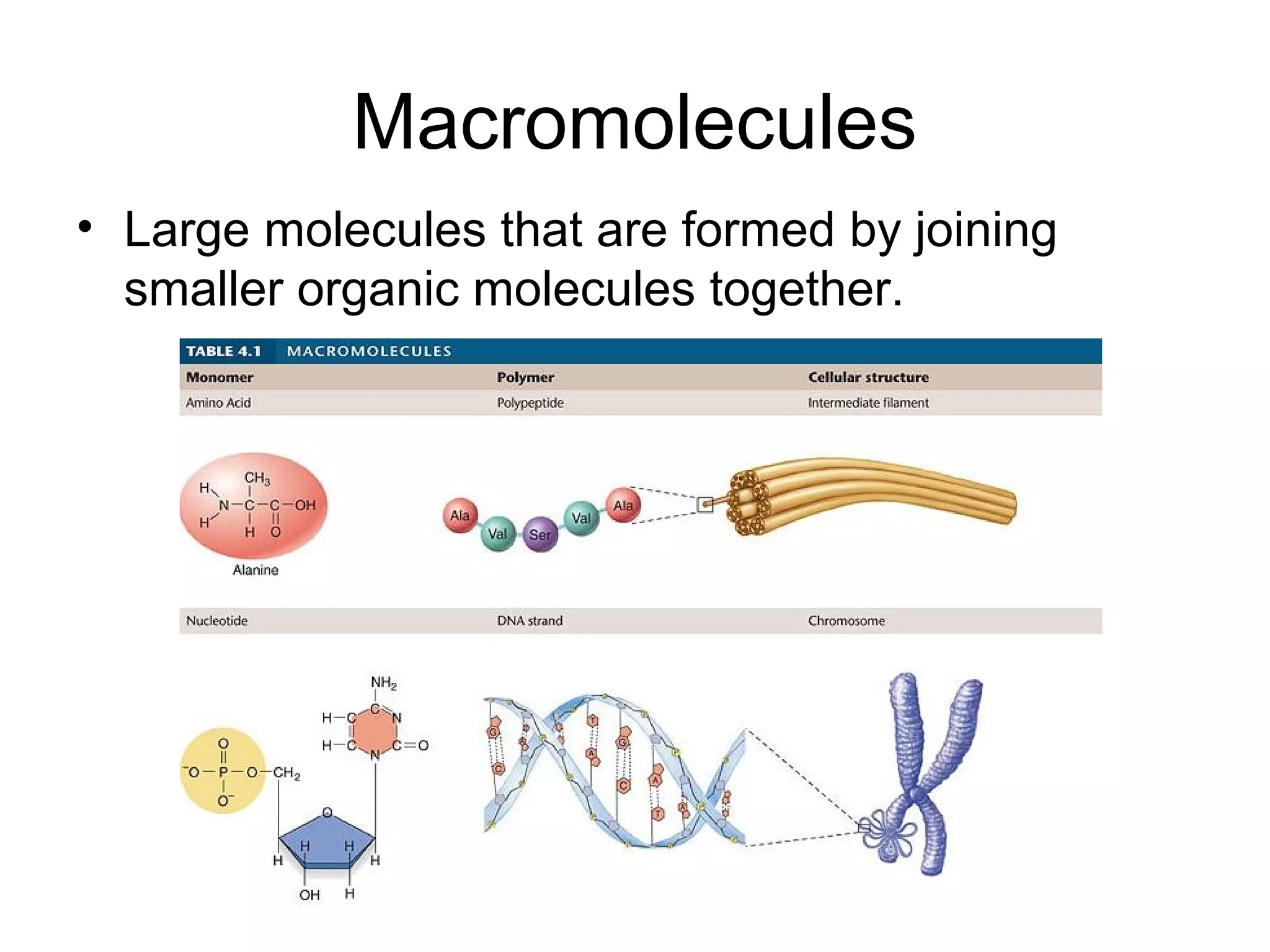 Macromolecules
• Large molecules that are formed by joining
smaller organic molecules together.
 
