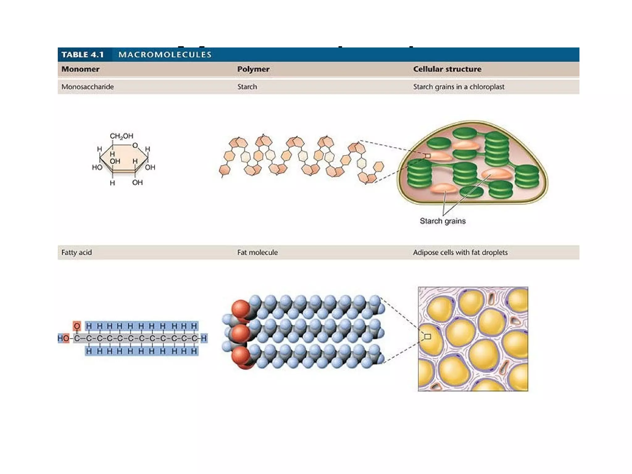 Macromolecules
 