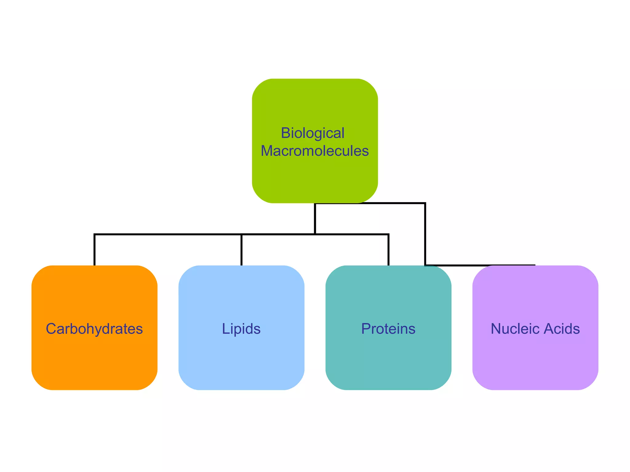 Biological
Macromolecules
Carbohydrates Lipids Proteins Nucleic Acids
 
