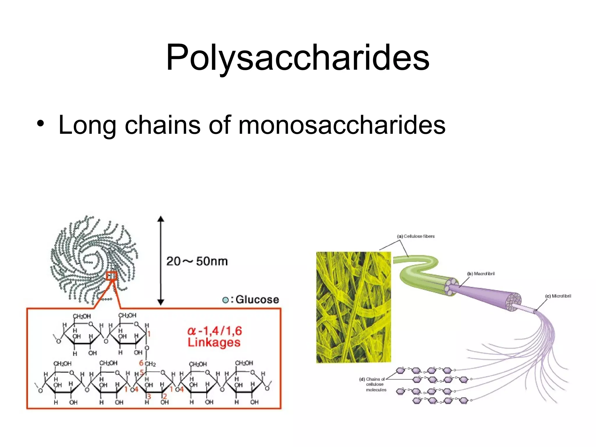 Polysaccharides
• Long chains of monosaccharides
 