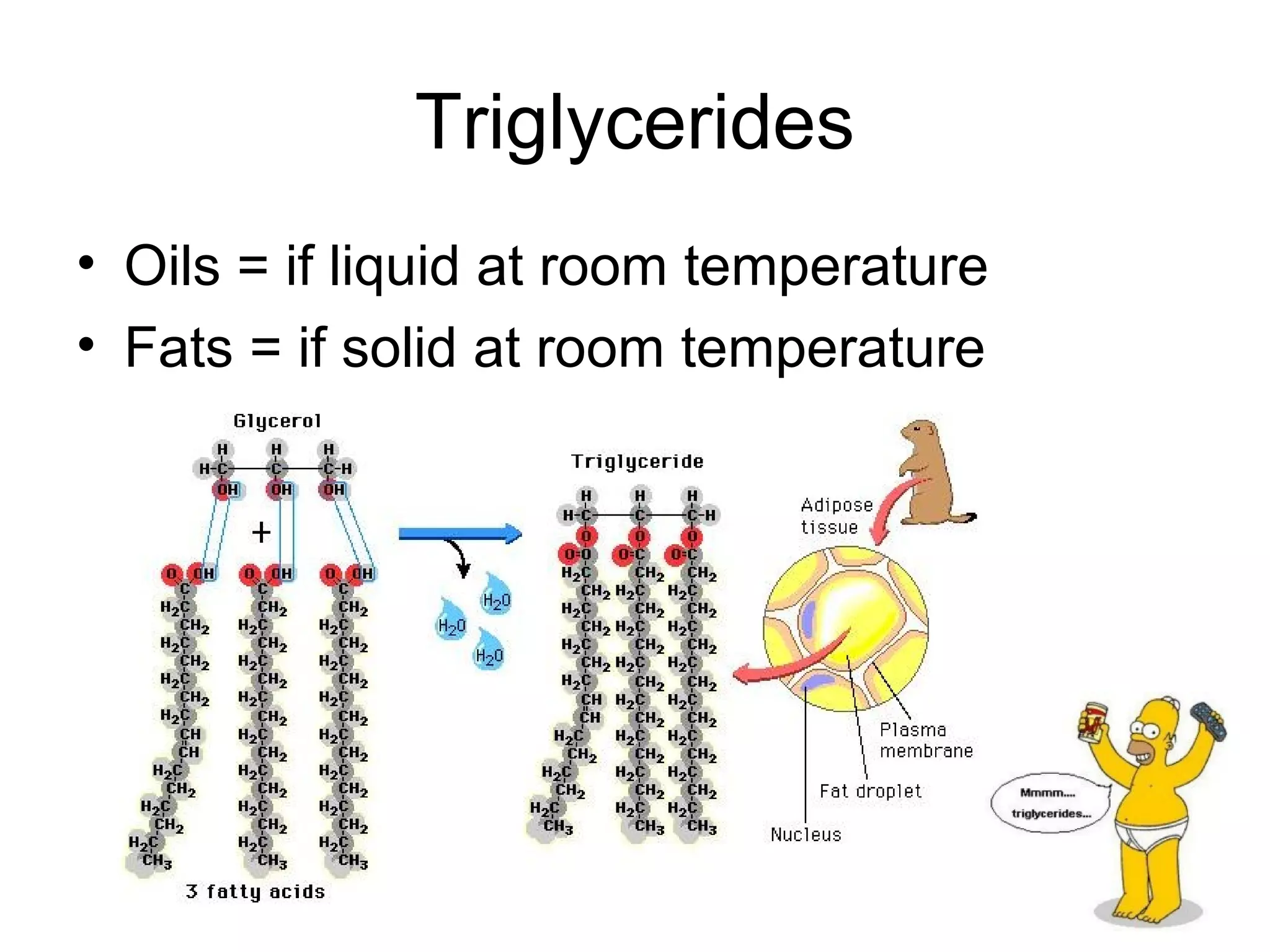 Triglycerides
• Oils = if liquid at room temperature
• Fats = if solid at room temperature
 