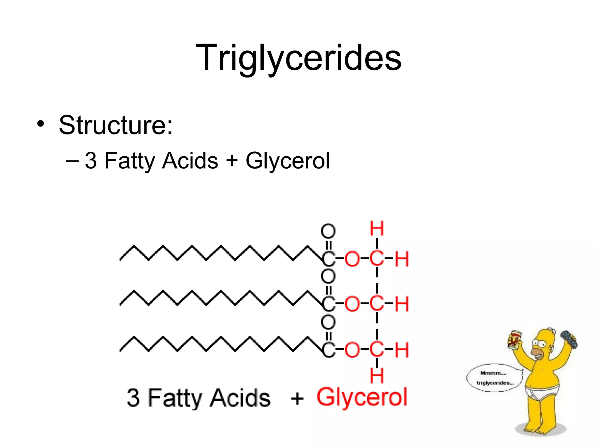Triglycerides
• Structure:
– 3 Fatty Acids + Glycerol
 