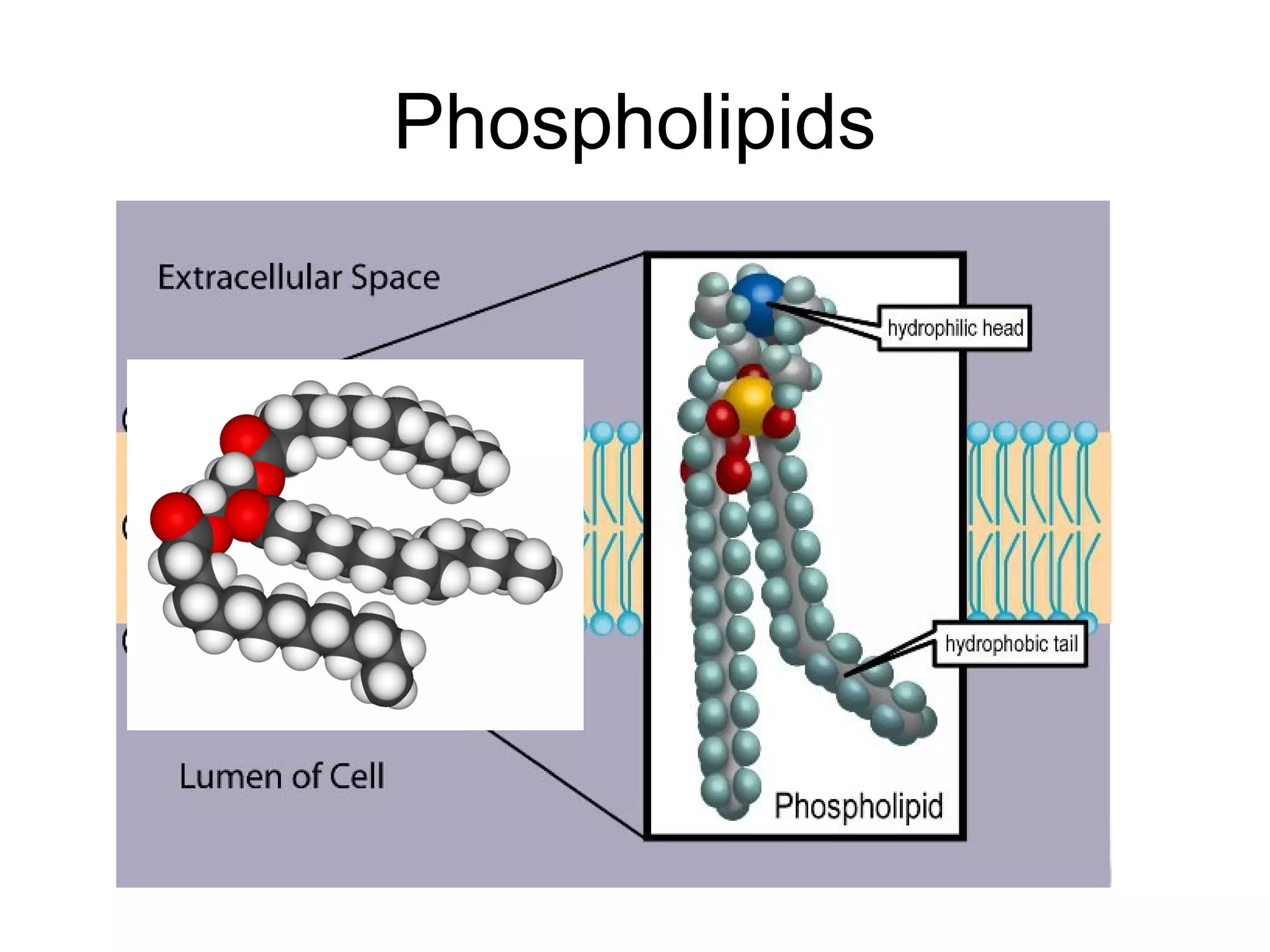 Phospholipids
 