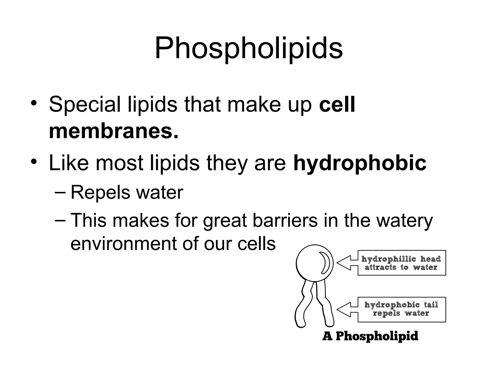 Phospholipids
• Special lipids that make up cell
membranes.
• Like most lipids they are hydrophobic
– Repels water
– This makes for great barriers in the watery
environment of our cells
 