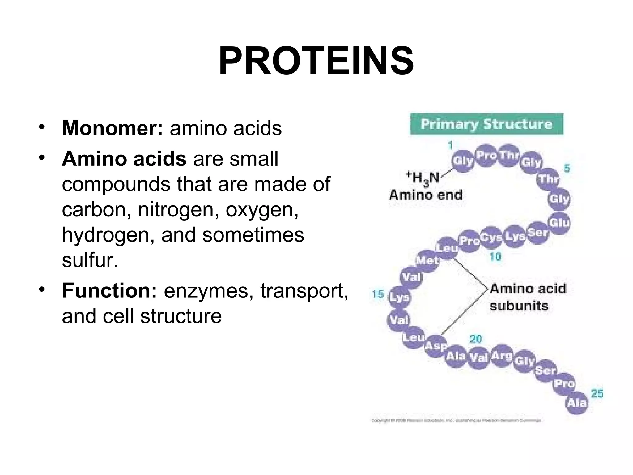 PROTEINS
• Monomer: amino acids
• Amino acids are small
compounds that are made of
carbon, nitrogen, oxygen,
hydrogen, and sometimes
sulfur.
• Function: enzymes, transport,
and cell structure
 