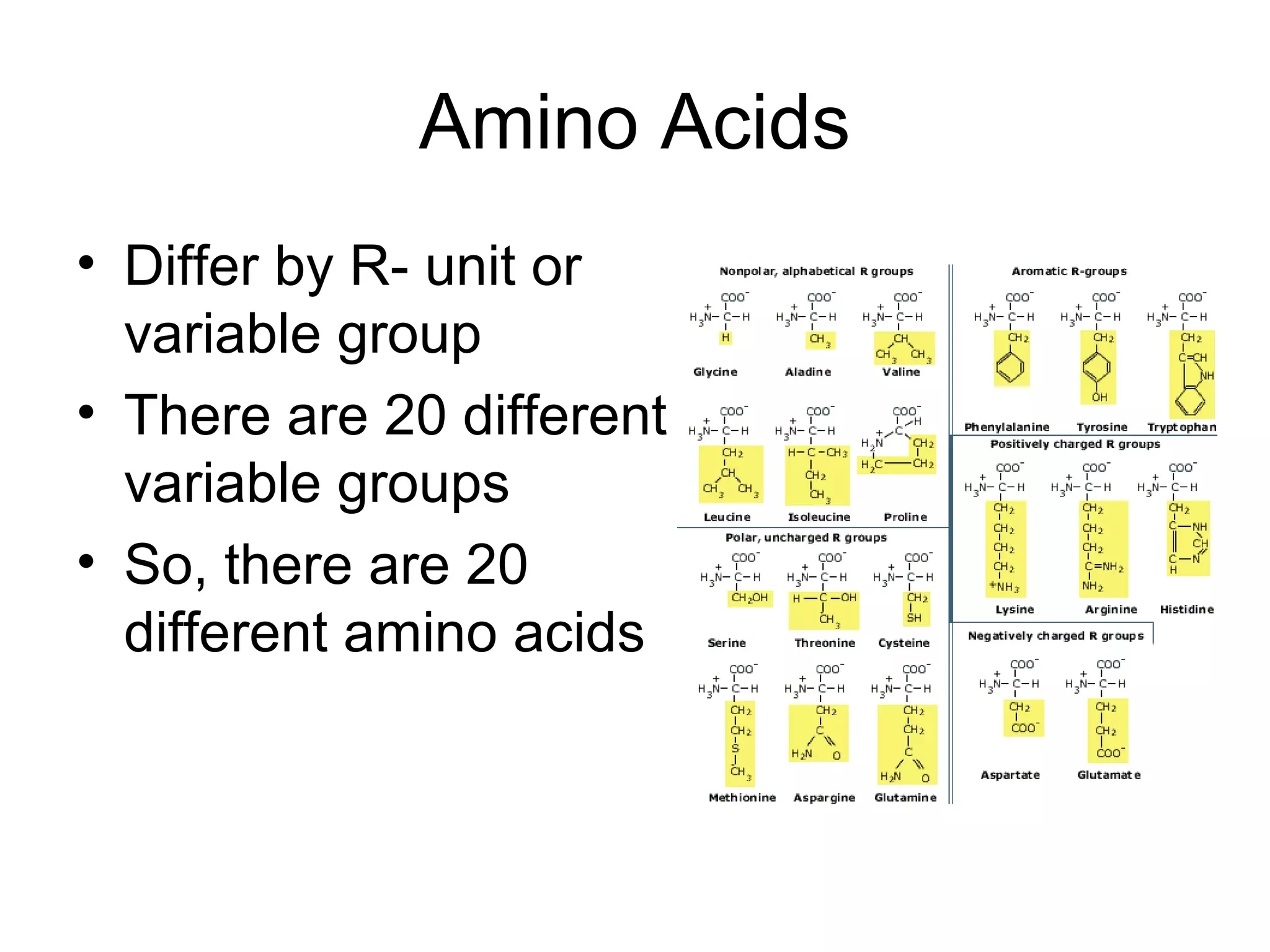 Amino Acids
• Differ by R- unit or
variable group
• There are 20 different
variable groups
• So, there are 20
different amino acids
 